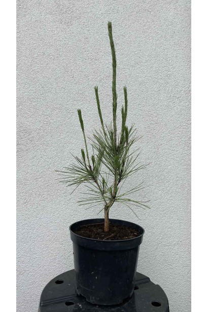 Сосна густоквіткова Окулус Драконіс - 3л/вис.60-80см/Ø25-35см